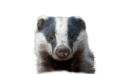 Badgers