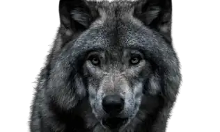 Grey Wolves