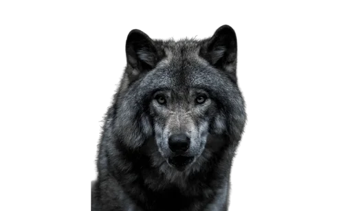 Grey Wolves