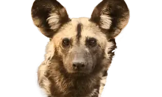 Wild Dogs