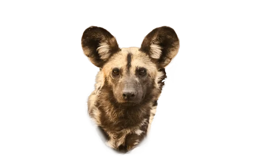 Wild Dogs