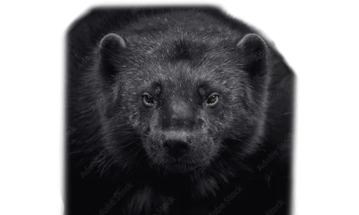 Wolverines